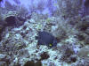 Gray Angelfish
